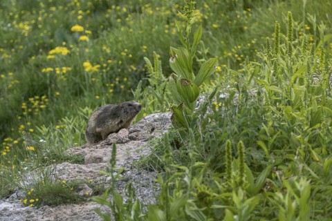 Marmot (Marmota marmota), Monte Baldo, Veneto, Italy