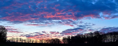 Silhouette of a row of trees at dawn, Lower Rhine, North Rhine-Westphalia, Germany
