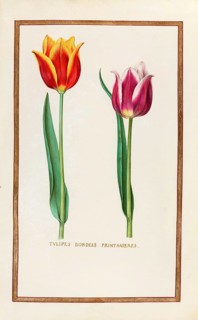 Tulips, Historical, digitally enhanced reproduction from Theatrum florae (1624) by Daniel Rabel