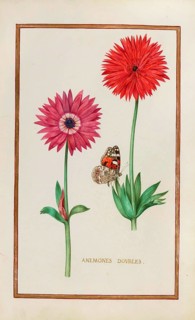 Anemone doubles, double anemone, historical, digitally enhanced reproduction from Theatrum florae