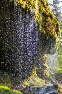 Dietfurt Waterfall, a moss waterfall in the Wutach Gorge, Black Forest, Baden-Württemberg, Germany