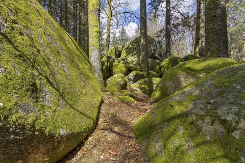 Granite rock Günterfelsen near the source of the Danube, Furtwangen in the Black Forest,