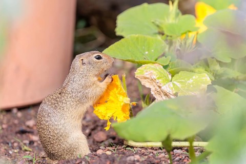 A young European ground squirrel (Spermophilus citellus) or European souslik stands in an