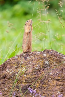 An adult European ground squirrel (Spermophilus citellus) or European souslik stands on a rock in a