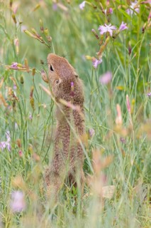 A young European ground squirrel (Spermophilus citellus) or European souslik stands in a meadow