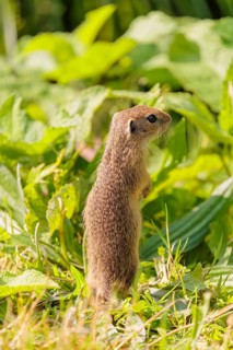 A young European ground squirrel (Spermophilus citellus) or European souslik stands in a meadow