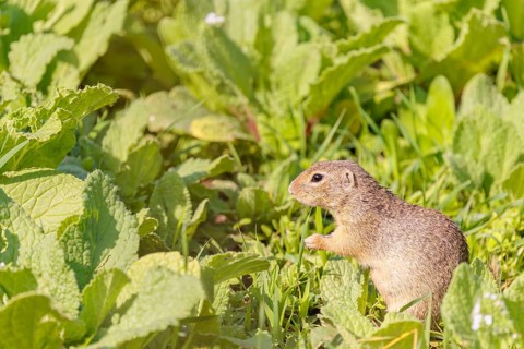 An adult European ground squirrel (Spermophilus citellus) or European souslik stands in a meadow