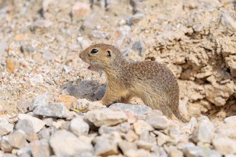 A young European ground squirrel (Spermophilus citellus) or European souslik stands on a gravel