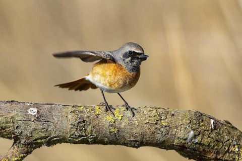 Redstart (Phoenicurus phoenicurus) Germany