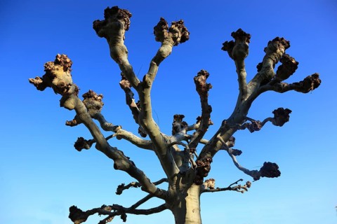Pruning, pruned plane trees, here on the banks of the Main in Würzburg, Lower Franconia, Bavaria,