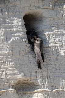 Sand martins (Riparia riparia), Emsland, Lower Saxony, Germany