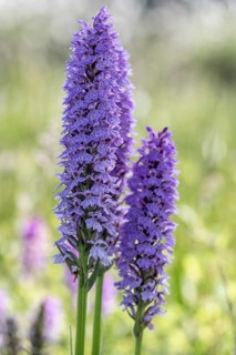 Southern marsh orchid (Dactylorhiza maculata), Emsland, Lower Saxony, Germany