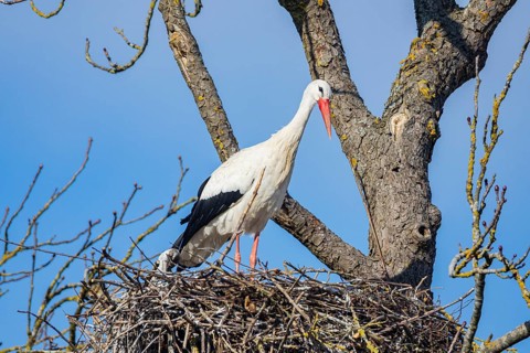 White stork (Ciconia ciconia) Germany