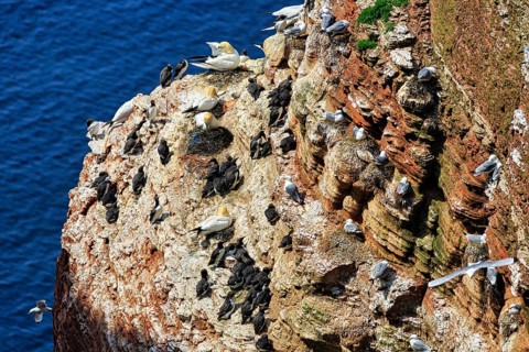Northern gannets (Morus bassanus) and common guillemots (uria aalge) on bird cliffs, steep coast,