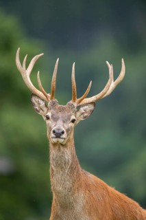 Red deer (Cervus elaphus) stag, portrait, tirol, Kitzbühel, Wildpark Aurach, Austria