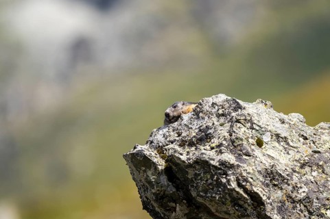 Alpine marmot (Marmota marmota) in autumn, Grossglockner, High Tauern National Park, Austria