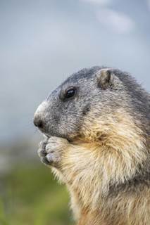 Alpine marmot (Marmota marmota) in autumn, Grossglockner, High Tauern National Park, Austria