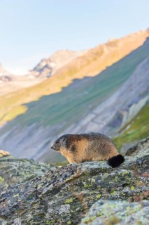 Alpine marmot (Marmota marmota) in autumn, Grossglockner, High Tauern National Park, Austria
