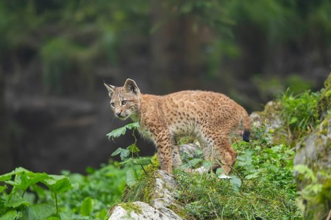 Eurasian lynx (Lynx lynx) youngster on a rock, Bavaria, Germany