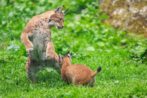 Eurasian lynx (Lynx lynx) youngster on a meadow, Bavaria, Germany
