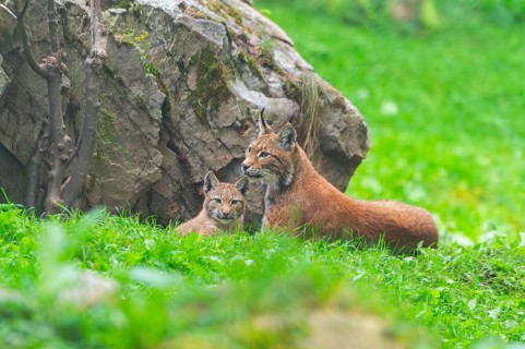 Eurasian lynx (Lynx lynx) mother with her youngster, Austria