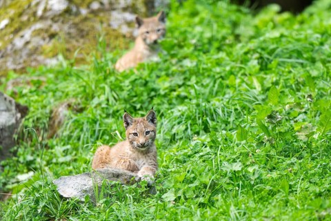 Eurasian lynx (Lynx lynx) youngster on a meadow, Bavaria, Germany