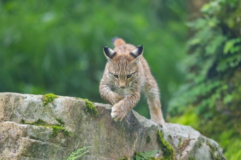 Eurasian lynx (Lynx lynx) youngster on a rock, Bavaria, Germany