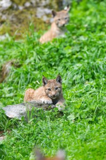 Eurasian lynx (Lynx lynx) youngster on a meadow, Bavaria, Germany