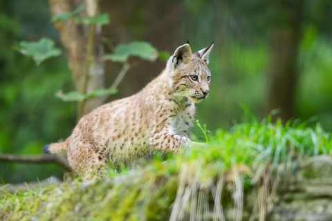 Eurasian lynx (Lynx lynx) youngster on a meadow, Bavaria, Germany