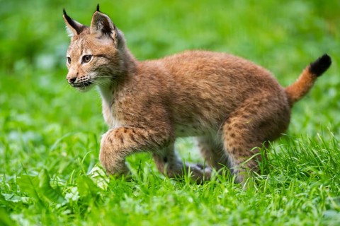 Eurasian lynx (Lynx lynx) youngster on a meadow, Bavaria, Germany