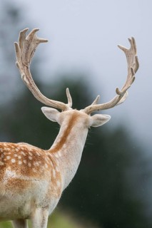 European fallow deer (Dama dama) stag, portrait, tirol, Kitzbühel, Wildpark Aurach, Austria