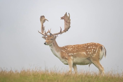 European fallow deer (Dama dama) stag on a meadow, tirol, Kitzbühel, Wildpark Aurach, Austria