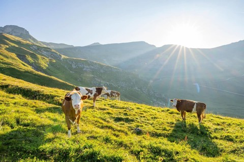 Cattle (Bos taurus) at sunrise in the Mountains at Hochalpenstraße, Pinzgau, Salzburg, Austria