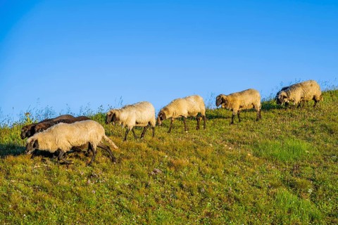 Domestic sheep (Ovis orientalis aries) at sunrise in the Mountains at Hochalpenstraße, Pinzgau,