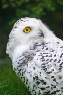 Snowy owl (Bubo scandiacus), portrait, Bavaria, Germany