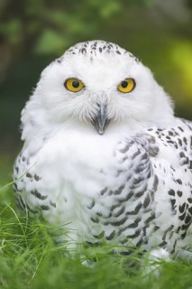 Snowy owl (Bubo scandiacus) sitting on the ground, Bavaria, Germany