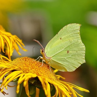 Lemon butterfly (Gonepteryx rhamny) on a yellow flower of a Great Telekie (Telekia speciosa), macro
