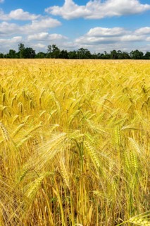 Grain field, in front of harvest, barley, near Bottrop-Kirchhellen, North Rhine-Westphalia, Germany