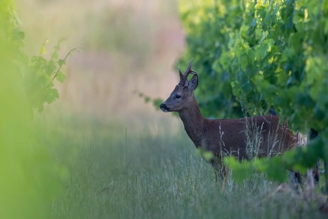 Roebuck in the vineyard in summer, Wittlich, Rhineland-Palatinate, Germany