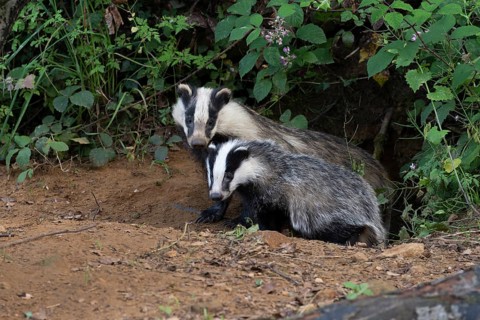 Badger (Merles merles) on a building site, Wittlich, Rhineland-Palatinate, Germany