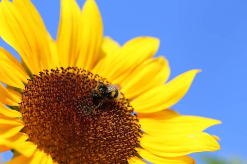 Close-up of a sunflower. A bee collects pollen and nectar from the flower