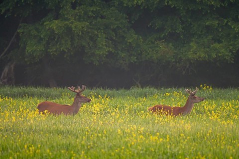 Red deer (Cervus elaphus), velvet antlers, field, meadow, light fog, Lower Austria