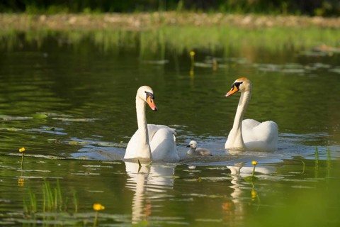 Mute swans (Cygnus olor), juvenile, water, Lower Austria