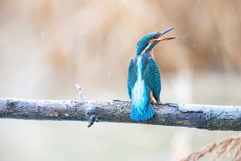 Kingfisher (Alcedo atthis) Germany