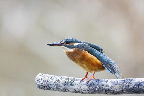 Kingfisher (Alcedo atthis) Germany