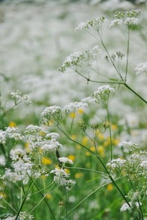 Meadow chervil (Anthriscus sylvestris), May, Germany