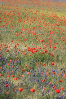 Beautiful picturesque poppy field, June, Germany