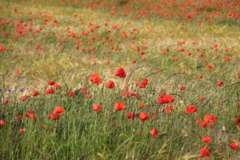 Beautiful picturesque poppy field, June, Germany