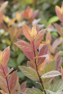 Itea virginica (Itea virginica SCENTLOVE), BS Sämann, Germany