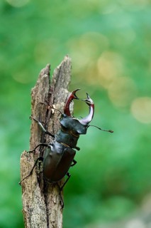 Fascinating stag beetle (Lucanus cervus), insect of the year 2012, June, Saxony, Germany